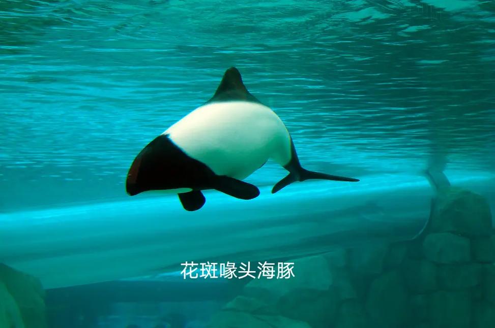 海豚喙是什么_喙头_喙头海豚