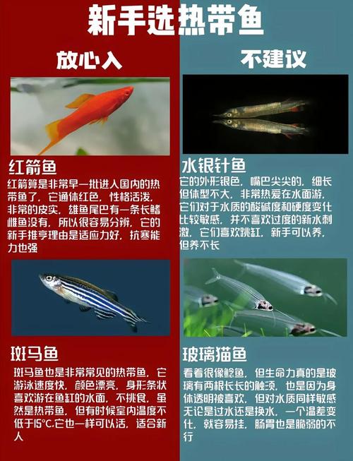 热带鱼饲养论坛：新手老手的知识港湾，避坑指南与实用案例分享