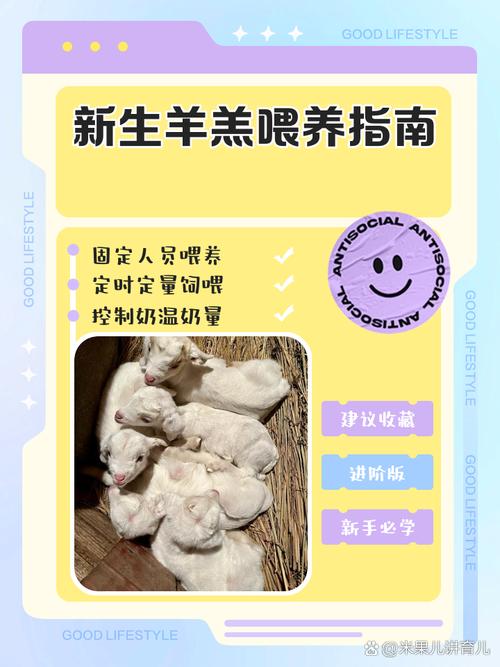 艾尔文小羊羔饲养指南：从饮食、互动到健康，全面解析饲养要点