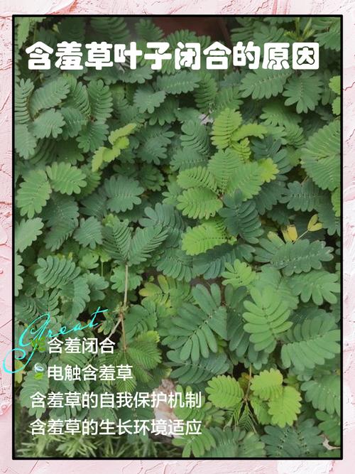 含羞草资料颜色_含羞草资料简介100字_关于含羞草的资料