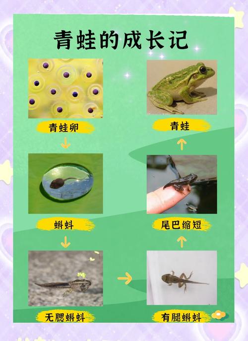 水草蛙_水草蛙_水草蛙