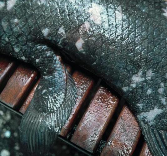 矛尾鱼_矛尾鱼_矛尾鱼