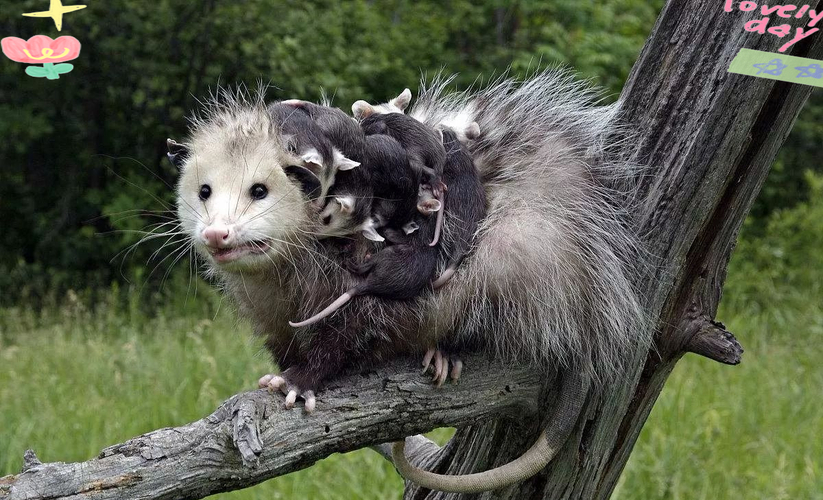 负鼠兽_负鼠兽_负鼠兽