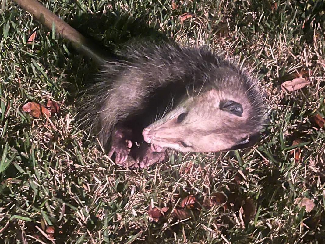 负鼠兽_负鼠兽_负鼠兽