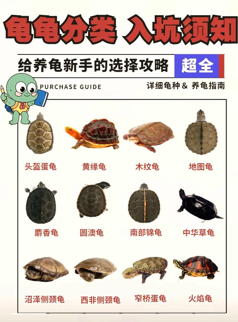 灵龟之家两爬论坛_灵龟交流论坛_灵龟之家论坛自由市场