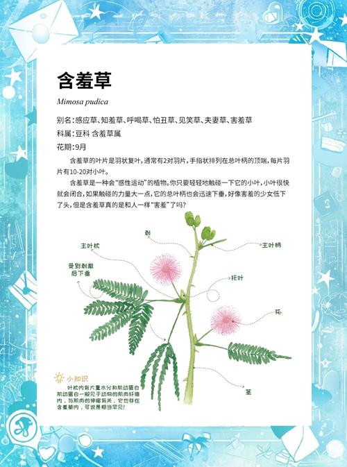 关于含羞草的资料_含羞草资料简介100字_含羞草资料颜色