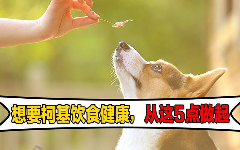 艾幼文外甥女系列_羊羔呢羊羔毛_艾尔文小羊羔