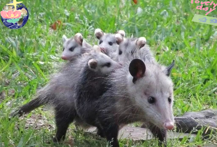 负鼠兽 负鼠兽是什么？警惕网络消极情绪与混乱行为的侵蚀！如何有效应对？