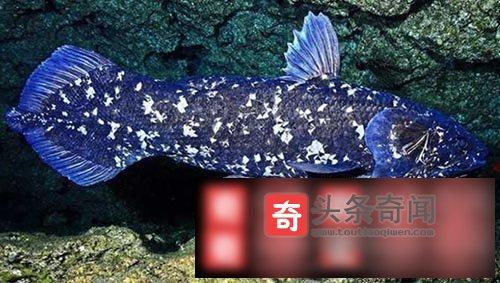 矛尾鱼_矛尾鱼_矛尾鱼