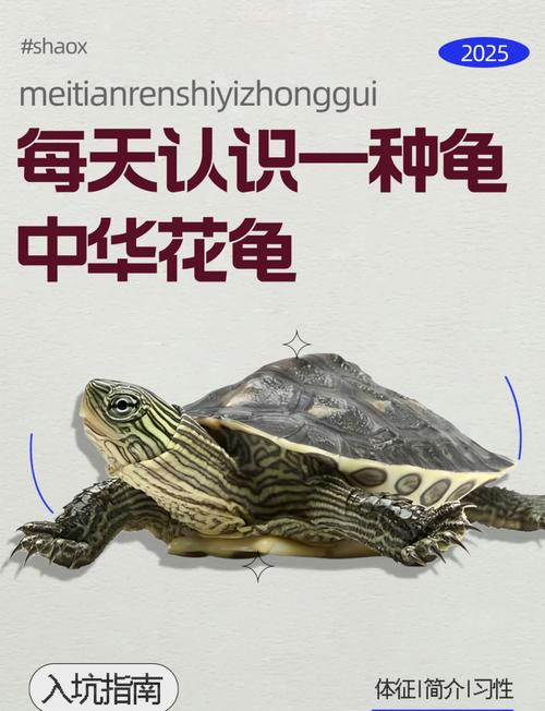 艾尔文小羊羔_羊羔呢羊羔毛_艾幼文外甥女系列