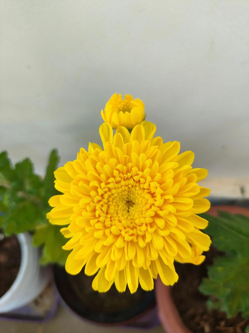 农场种植赚钱_农场赚钱_农场种什么最赚钱