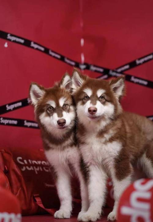 犬红色阿拉斯加雪橇图片_红色阿拉斯加雪橇犬_红色的阿拉斯加犬