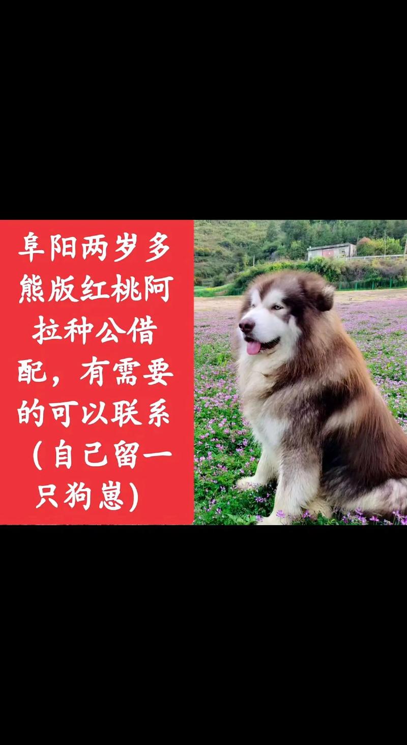 红色的阿拉斯加犬_犬红色阿拉斯加雪橇图片_红色阿拉斯加雪橇犬