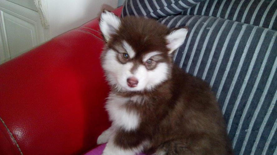 红色阿拉斯加雪橇犬：活力伴侣的饲养指南，运动与社交的关键