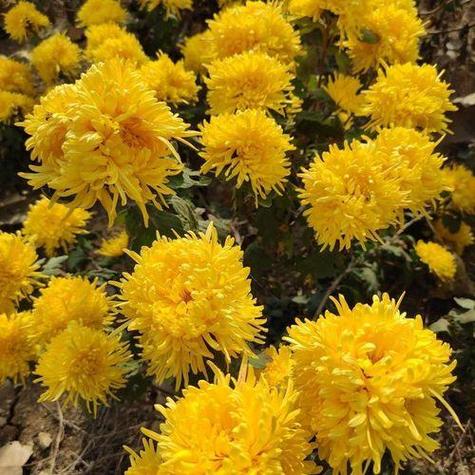 种植高附加值作物，如何选择？蓝莓、软籽石榴、金丝皇菊是首选