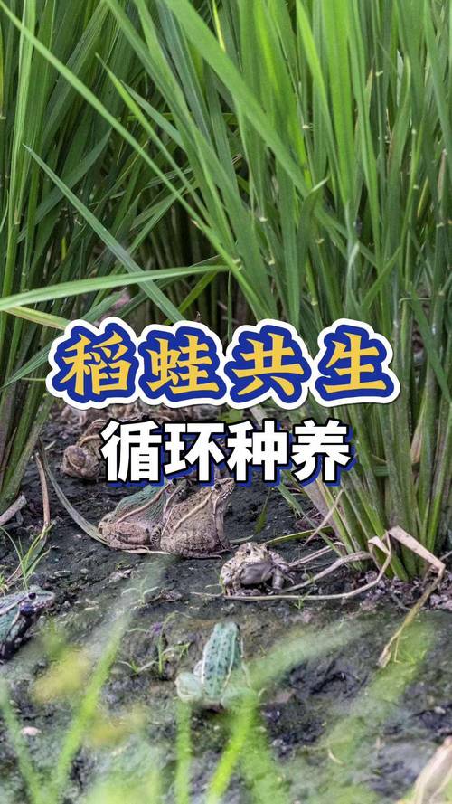 水草蛙_水草蛙_水草蛙