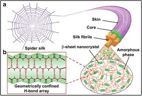 灵网蜘蛛丝贵吗_灵网蜘蛛丝_蜘蛛丝百度百科