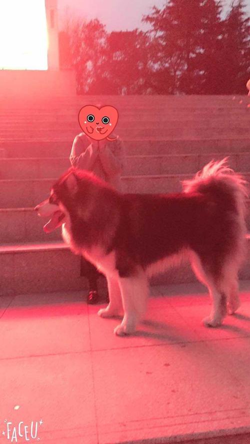 犬红色阿拉斯加雪橇图片_红色阿拉斯加雪橇犬_红色的阿拉斯加犬