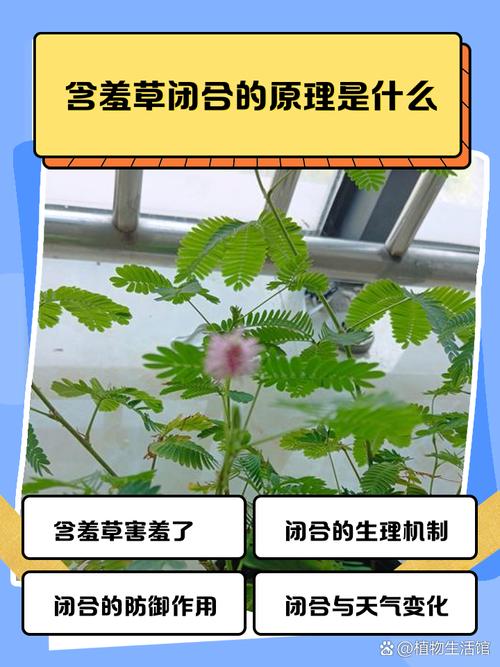 含羞草为什么会害羞？揭秘其闭合机制与巧妙的生存策略