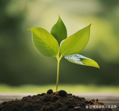 老鼠过河写话_老鼠过河绘本_笨鼠过河