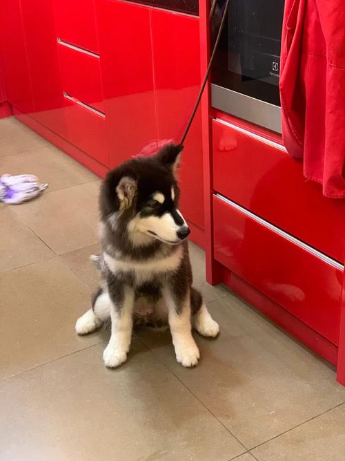 红色阿拉斯加雪橇犬_犬红色阿拉斯加雪橇图片_红色的阿拉斯加犬