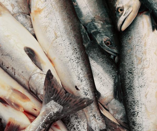 幽灵鱼的图片大全_幽灵鱼怎么做_幽灵鱼的学名