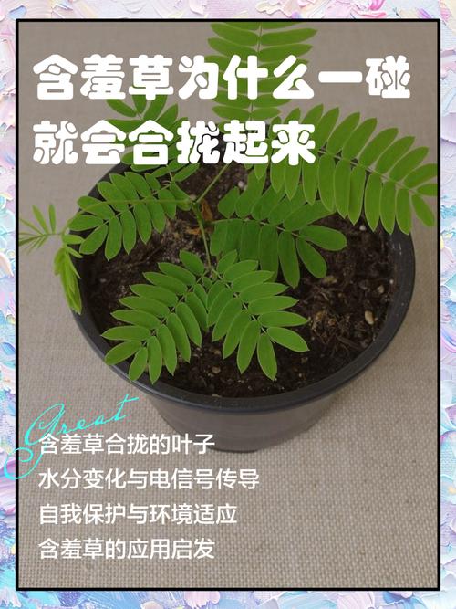 关于含羞草的资料_含羞草资料简介100字_含羞草资料颜色