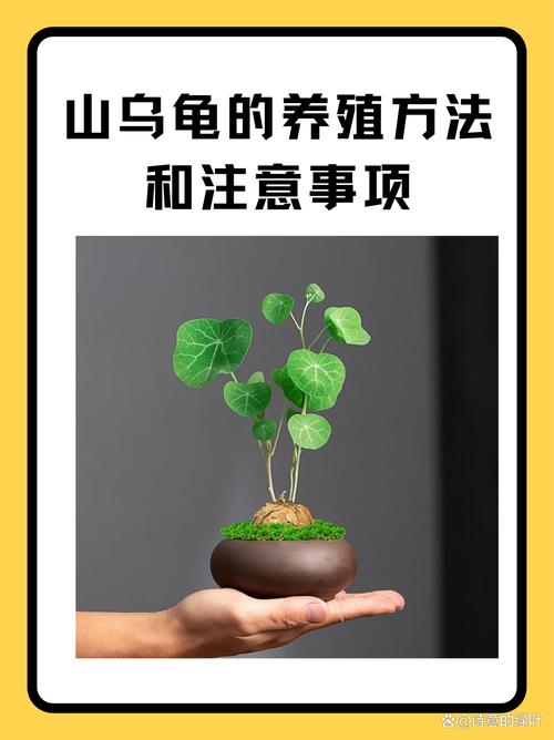 灵龟之家论坛：饲养经验分享与避坑指南，新手必看