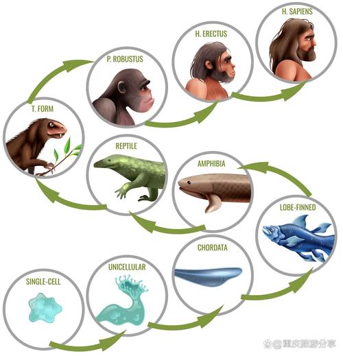 物种进化不只是适者生存？揭秘基因漂变和非线性演化过程