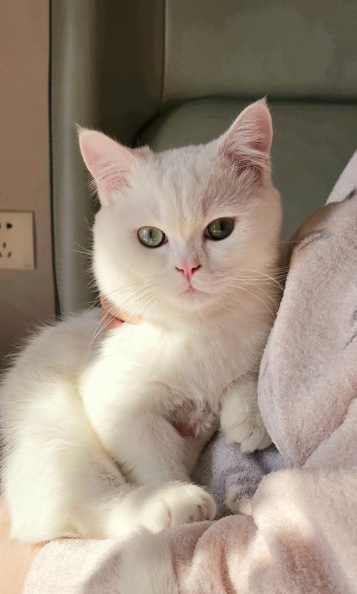 网络萌宠白猫sunny走红，过度消费会致审美疲劳吗？