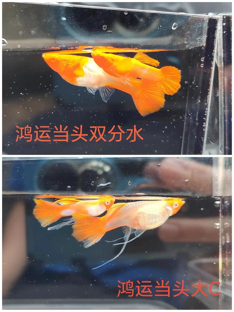 超级古比鱼运输机图片_超级古比鱼_超级鱼图片