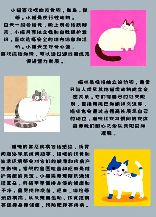 猫真是路痴？科学揭秘哪种动物方向感最差，答案超乎想象