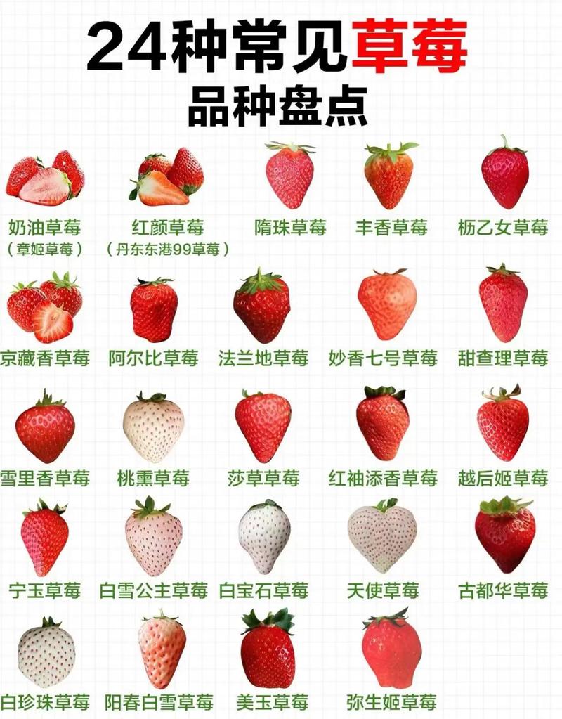 王草莓在哪里直播_草莓一血王_王草莓