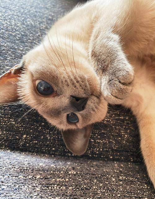 全民偶像白猫sunny访谈贴_白猫sunny微博_白猫sunny