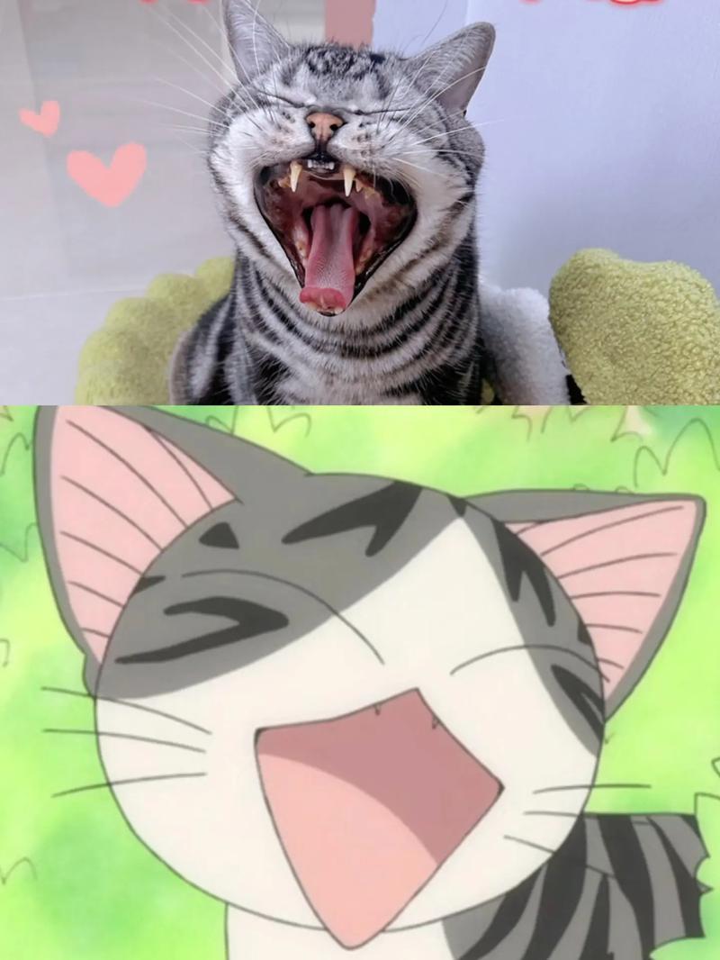 甜甜私房猫表情包_甜甜猫私房表情包下载_甜甜私房猫表情2微信