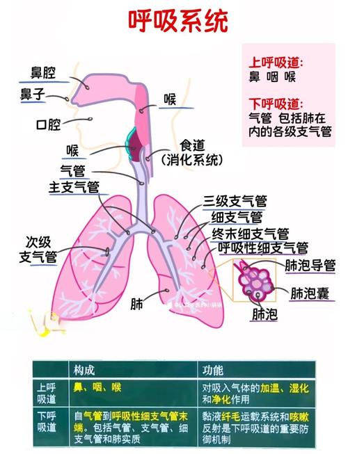 呼吸器官是什么意思_呼吸器官是_呼吸器官
