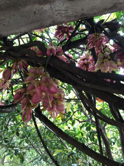 花藤名字大全_花藤名字_花藤名字制作器