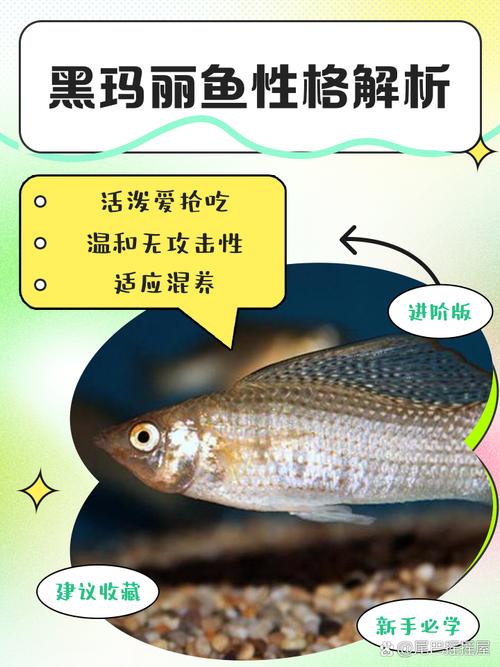 海底小黑_黑色海底_海底小黑鱼