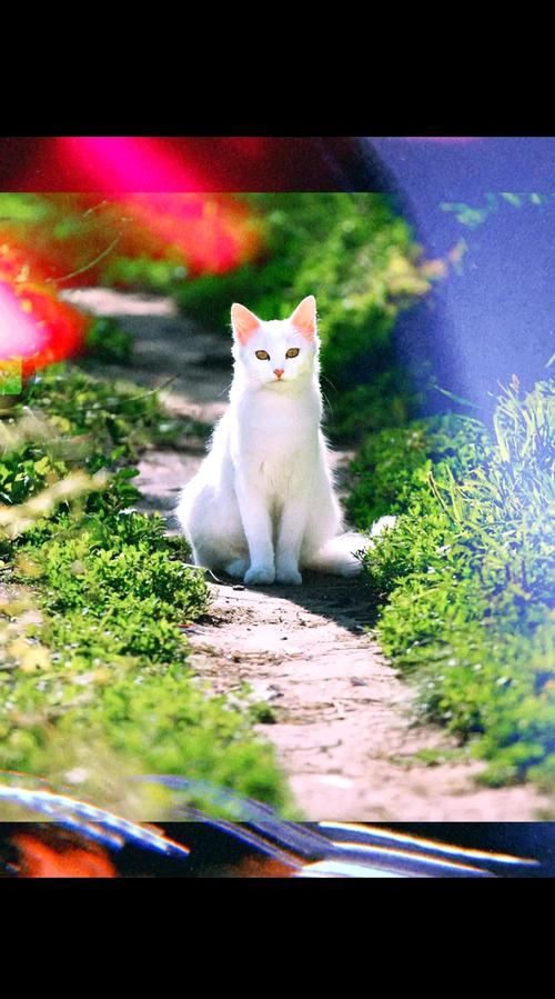 白猫sunny_全民偶像白猫sunny访谈贴_白猫sunny微博