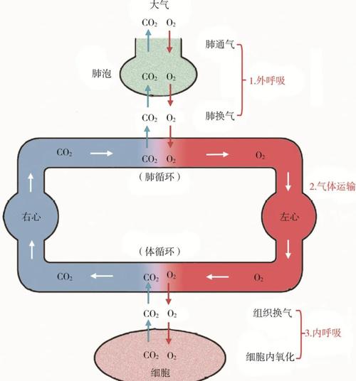 呼吸器官是_呼吸器官是什么意思_呼吸器官