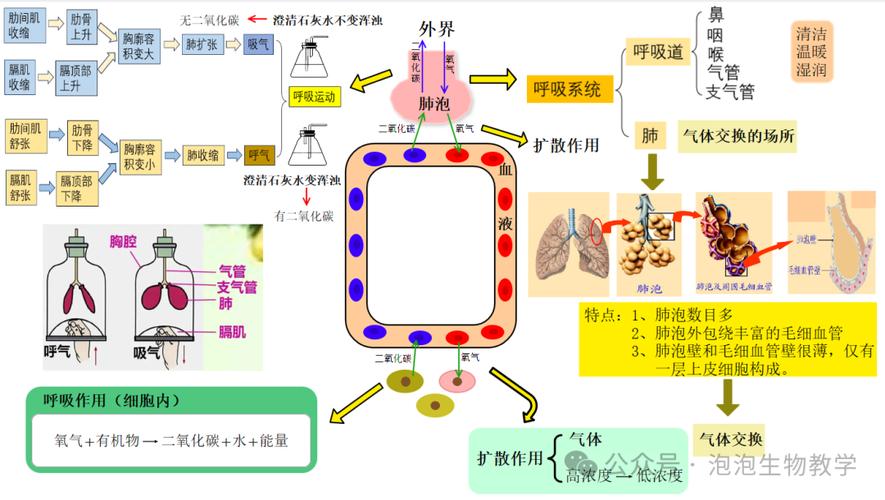 解析呼吸器官：肺与气管如何协同，构建生命气体交换工厂？