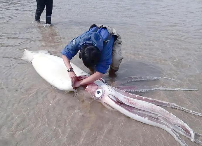 深海巨兽揭秘：探索大王乌贼与鲸落，守护脆弱的黑暗边疆