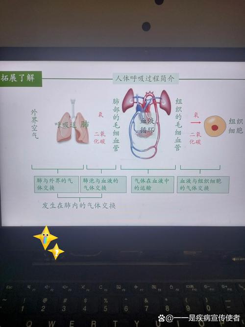 呼吸器官_呼吸器官是_呼吸器官是什么意思