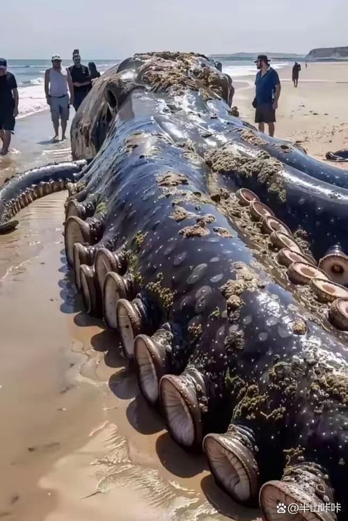 章鱼东河惊魂_章鱼Ⅱ东河惊魂_章鱼2东河惊魂