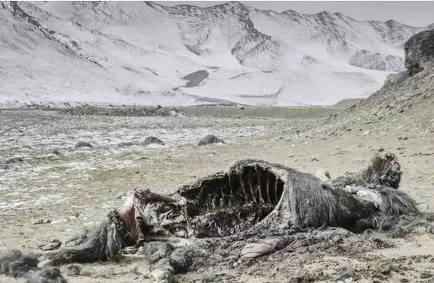 无人区云播_无人区云播放_无人区bd百度影音