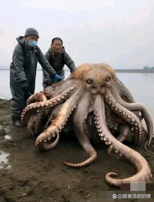 章鱼Ⅱ东河惊魂_章鱼2东河惊魂_章鱼东河惊魂