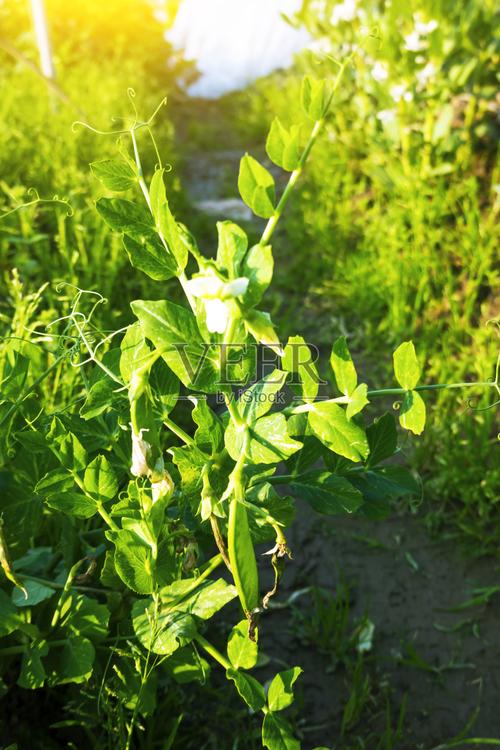 豆荚手机精灵_精灵豆荚手机怎么下载_豌豆荚手机精灵