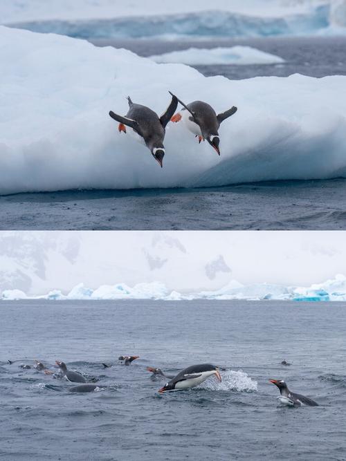 飞翔企鹅图片卡通_飞翔的企鹅图片_飞翔企鹅头像