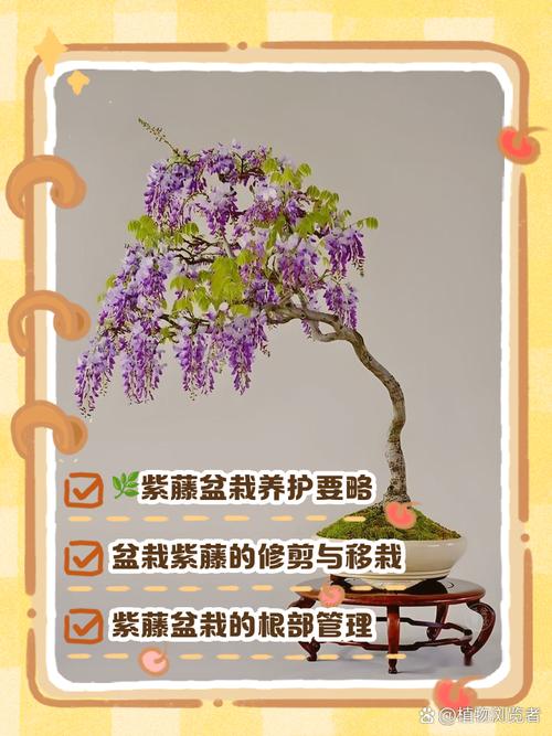 洛克王国紫藤怎么刷_洛克王国紫藤怎么得_洛克王国里紫藤怎么得