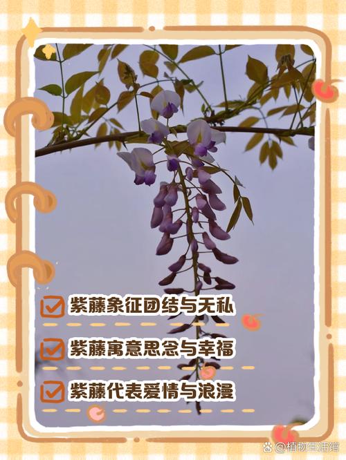 给花藤起名字真是深情联结吗？小心诗意命名背后的控制欲